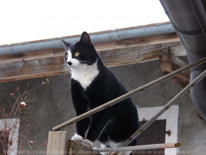 Photo de Chat domestique