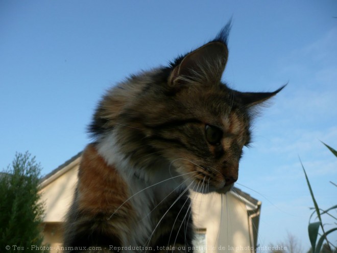 Photo de Maine coon