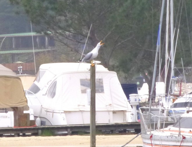 Photo de Mouette