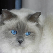 Photo de Ragdoll