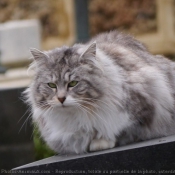 Photo de Chat domestique