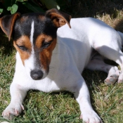 Photo de Jack russell terrier