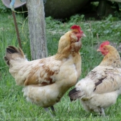 Photo de Poule