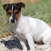 Photo de Jack russell terrier