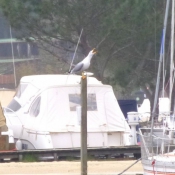 Photo de Mouette