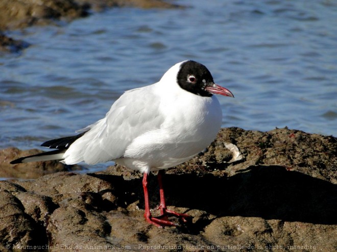 Photo de Mouette