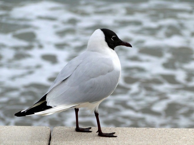 Photo de Mouette