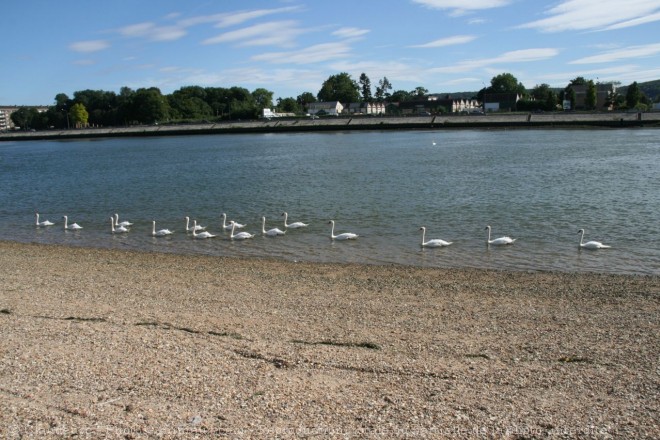 Photo de Cygne