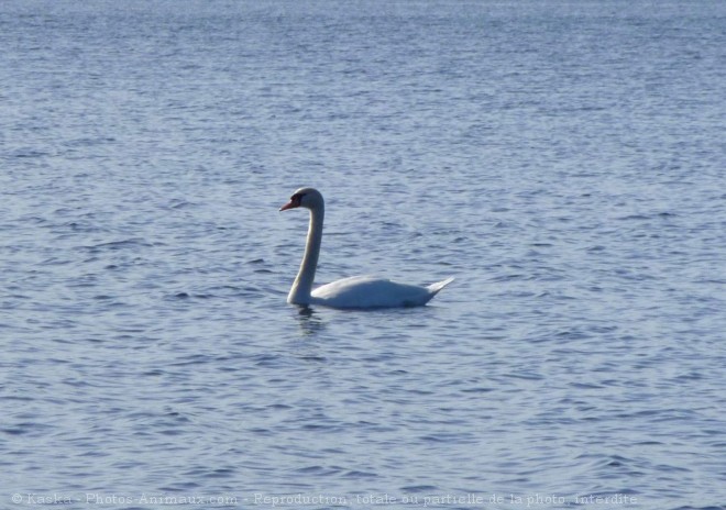 Photo de Cygne