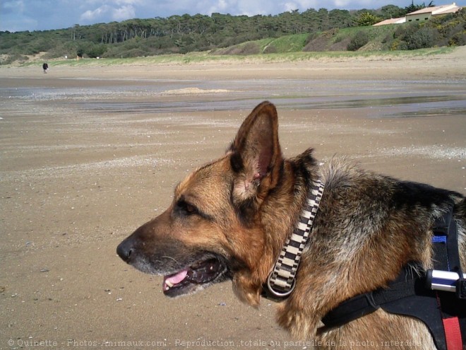 Photo de Berger allemand  poil court