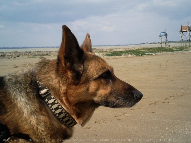 Photo de Berger allemand  poil court