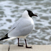 Photo de Mouette