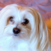 Photo de Coton de tulear