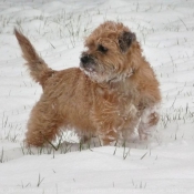 Photo de Border terrier