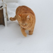 Photo de Chat domestique