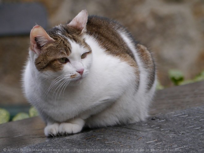 Photo de Chat domestique