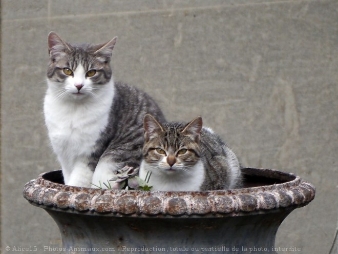 Photo de Chat domestique