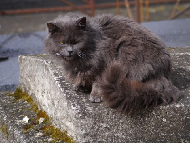 Photo de Chat domestique