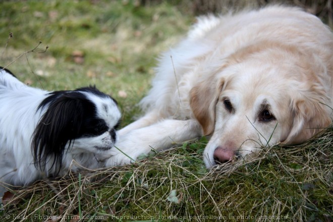 Photo de Races diffrentes