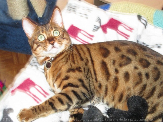 Photo de Bengal