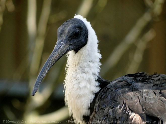 Photo d'Ibis