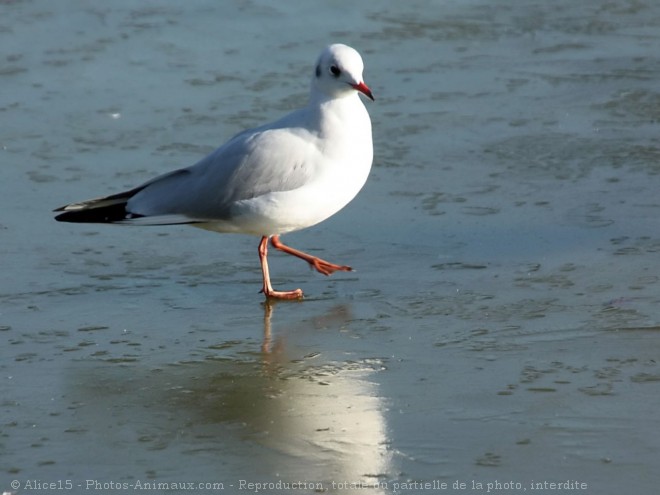 Photo de Mouette