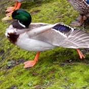 Photo de Canard colvert