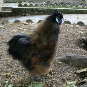 Photo de Poule