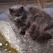 Photo de Chat domestique