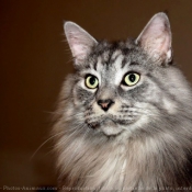 Photo de Maine coon