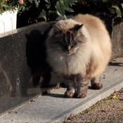 Photo de Chat domestique