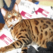 Photo de Bengal