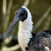 Photo d'Ibis