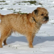 Photo de Border terrier