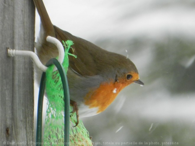 Photo de Rouge gorge