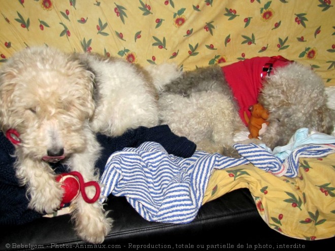 Photo de Fox terrier  poil dur