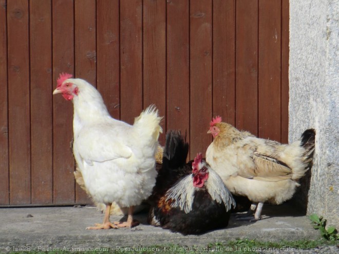 Photo de Poule