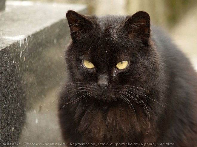 Photo de Chat domestique