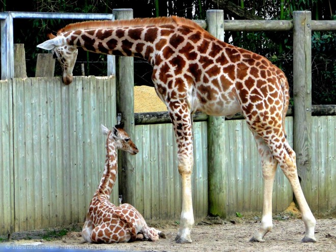 Photo de Girafe