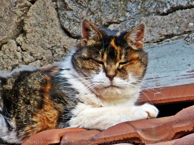 Photo de Chat domestique