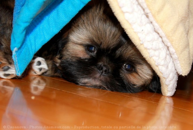 Photo de Shih tzu