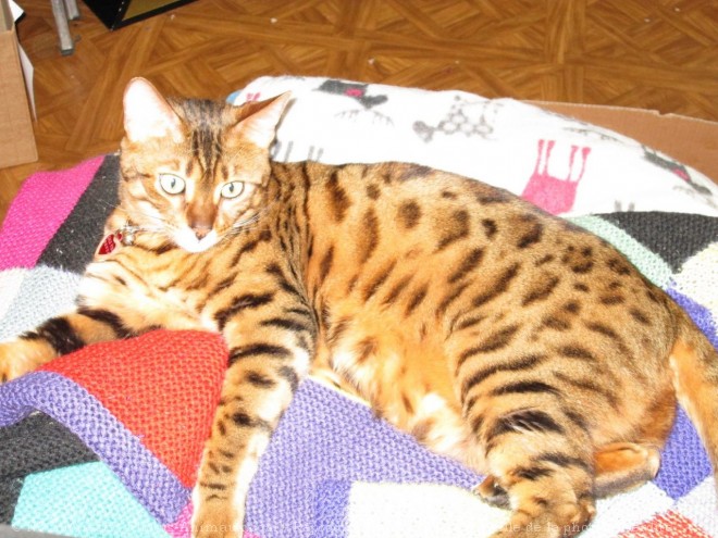 Photo de Bengal