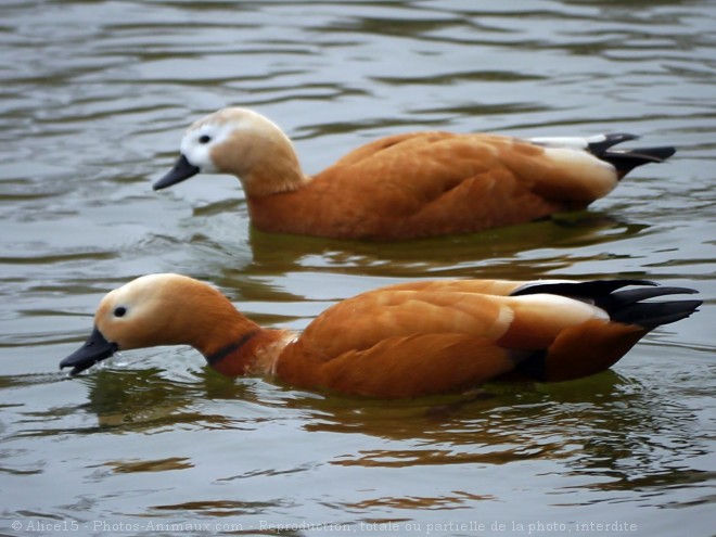 Photo de Canard tadorne casarca