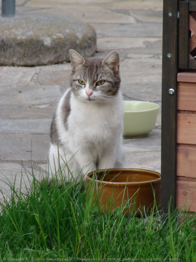 Photo de Chat domestique