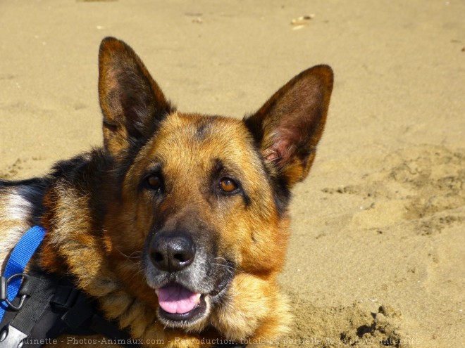 Photo de Berger allemand  poil court