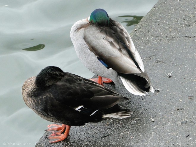 Photo de Canard colvert