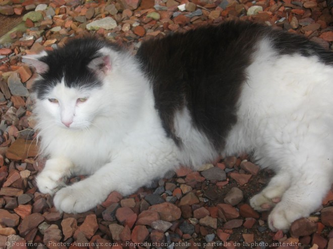 Photo de Chat domestique