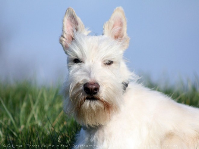 Photo de Scottish terrier