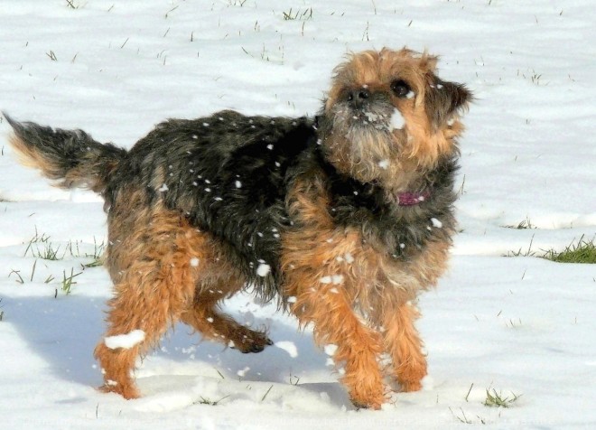 Photo de Border terrier