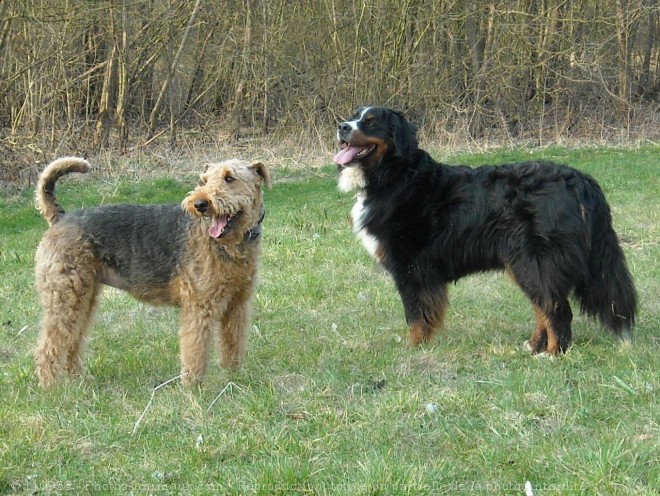 Photo d'Airedale terrier